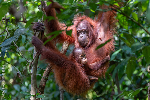Orang Utan with baby