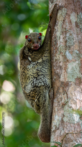 Colugo clinging to tree