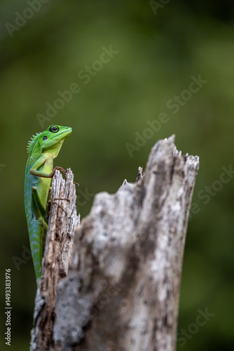 lizard on tree stump