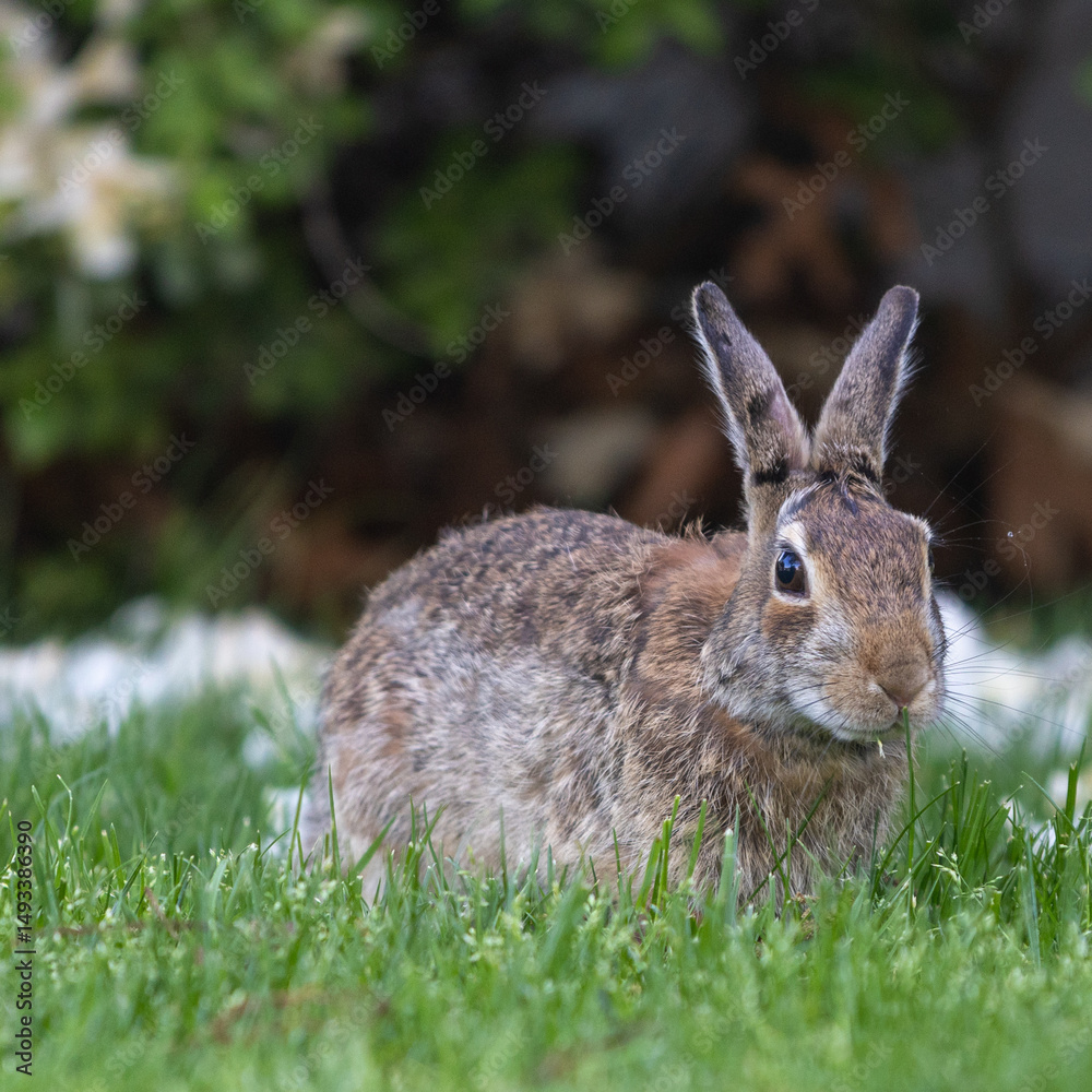 Fototapeta premium Eastern cottontail rabbit lounging in the green grass