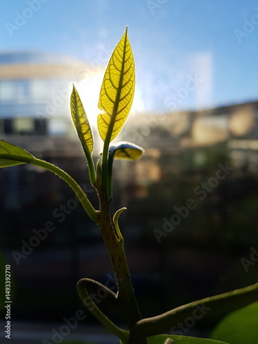 Plant in front of the window with sunshine