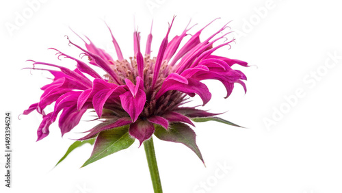 Bee Balm flower isolated on white background