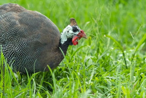 a group of guinea fowl were looking for food in the grass