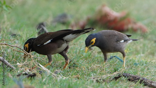 red crested cormorant