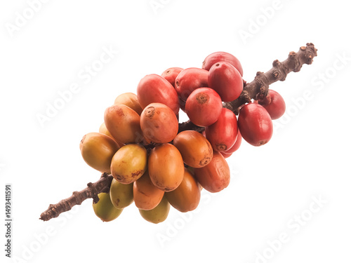 A koroi fruit cluster isolated on white background native fruit round red pods