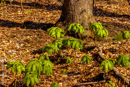 Mayapples, bright green under the morning sunlight within Pike Lake Unit, Kettle Moraine State Forest, Hartford, Wisconsin in early May