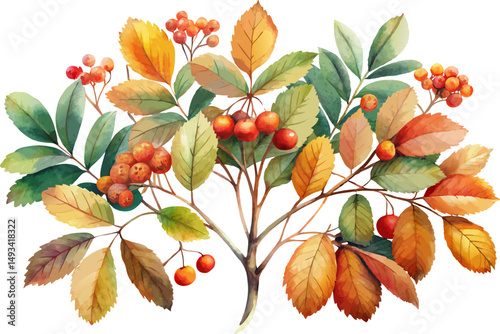 A watercolor illustration of a Service Tree (Sorbus domestica), showing pinnate leaves and rust-colored fruit clusters,  isolated on a white background.