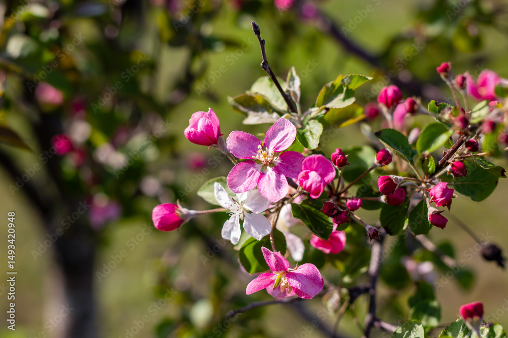 Naklejka premium A beautiful tree adorned with pink and white flowers along with green leaves