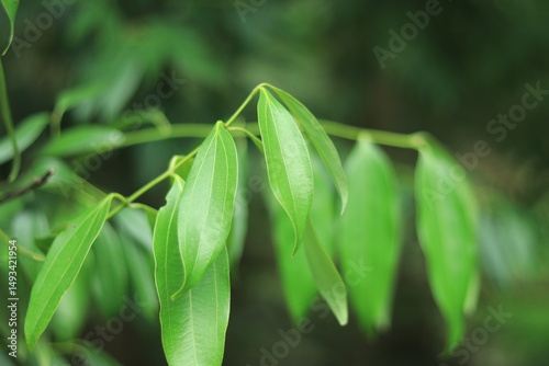 Cinnamomum tamala Leaf Tej Patta HD Image