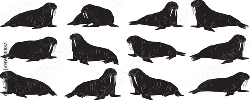 Walrus silhouette pattern design vector illustration marine mammal arctic animal sea ocean wildlife sealife 100