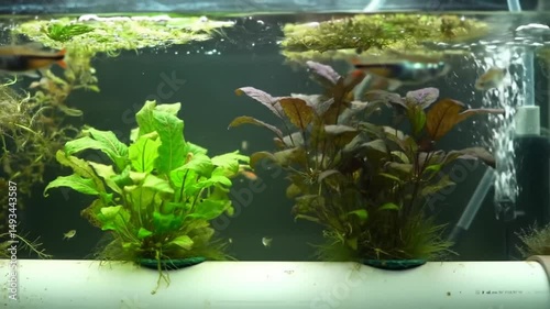 Aquatic Zen Serenity Small Fish Swim Among Vivid Greens Plants