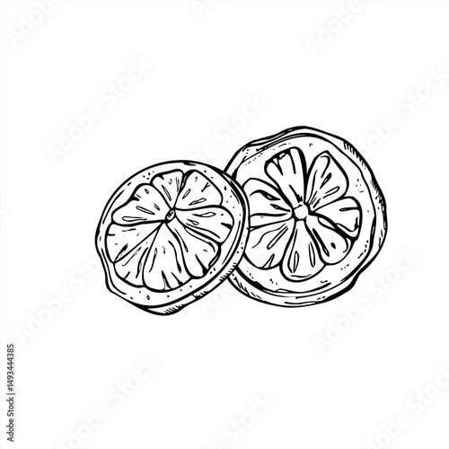 Vector two overlapping citrus fruit slices realistic graphic sketch illustration painted by black inks. Lemon, orange and lime slice for food packaging, healthy lifestyle designs, recipes, beverages.