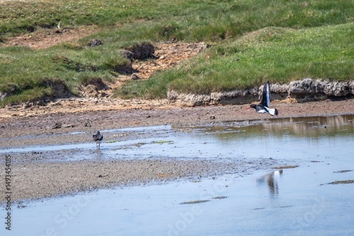 Oystercatcher haematopus ostralegus at Lymington and Keyhaven Marshes Nature Reserve Hampshire England photo