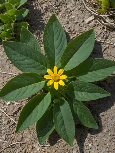 Green simple alternate distally acute proximally cordate dentately margined leaves of Canyon Sunflower, Venegasia Carpesioides, Asteraceae, native monoclinous shrub in Topanga State Park, Winter.