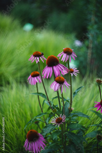 bunch of Echinacea purpurea flowers on green background
