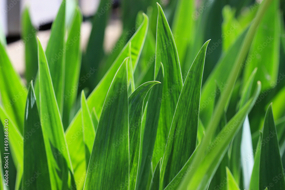 Obraz premium Emerald iris leaves in early spring