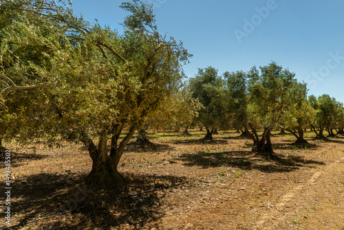 The iconic landscape of Provence, France, is evident in this picture of an olive orchard. The aged trees with their silvery-green leaves stand in neat rows across the dry soil, beneath a blue sky