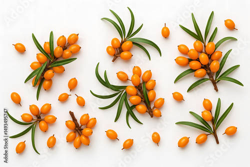 Sea Buckthorn Berries on Branches