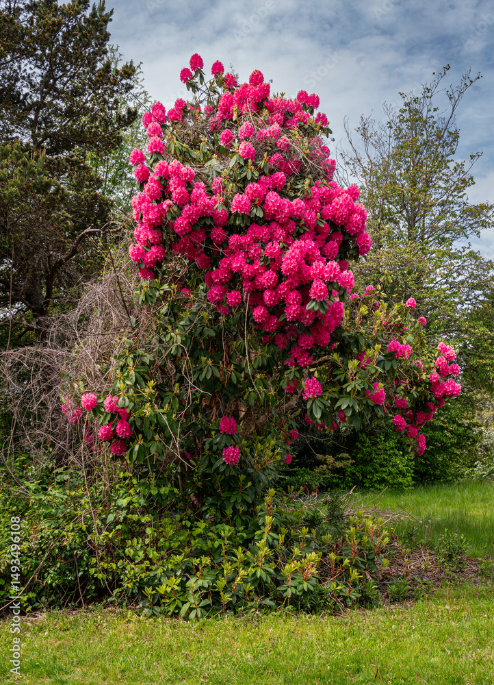 Obraz premium Yard Pink Rhododendrons 2