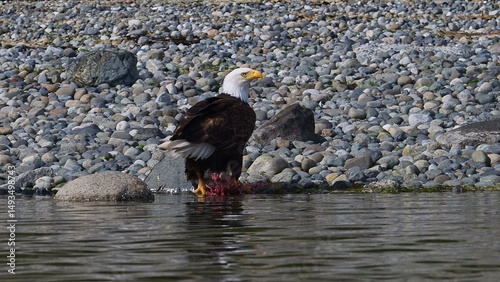 Photography Wild bald eagle with carrion at waters edge.
