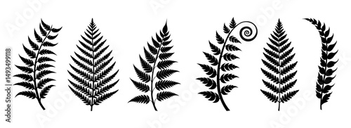 Ears of wheat, a vector illustration, isolated on white, showcase nature's beauty in a simple silhouette