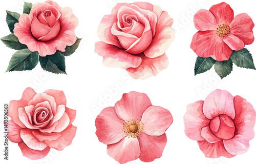 Pink Rose in Watercolor Style