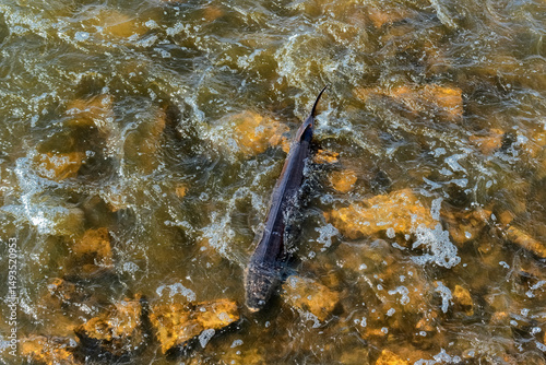 Lake Sturgeon Spawning At The Fox River Dam And Rapids At De Pere, Wisconsin, In Spring