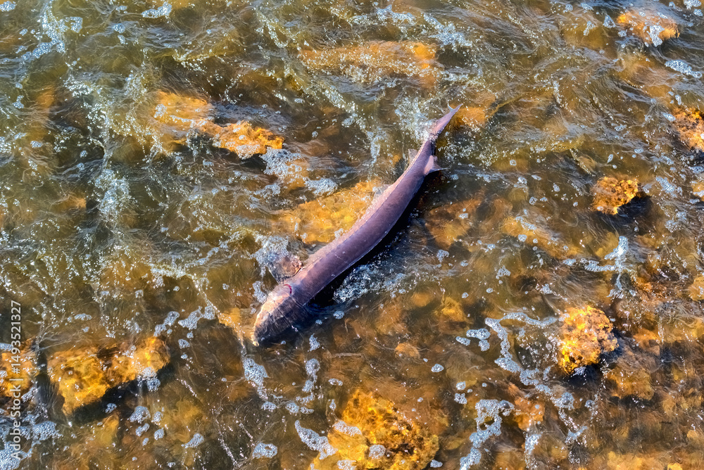 Fototapeta premium Lake Sturgeon Spawning At The Fox River Dam And Rapids At De Pere, Wisconsin, In Spring