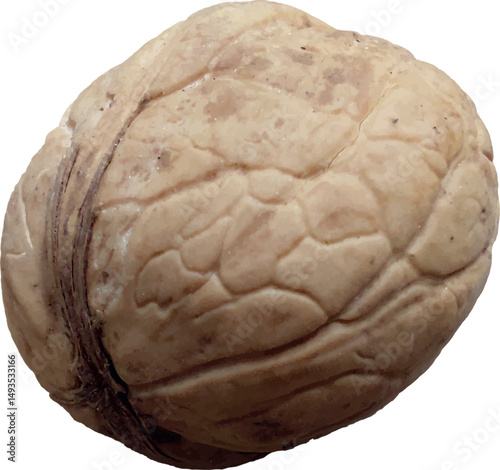 Vector of a walnut on white. Minimalist style highlighting kernel texture. Ideal for food and health designs.