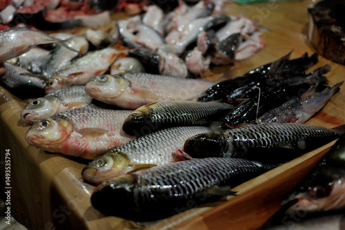 Fresh Jelawat or Fresh Hoven's Carp Fish (Leptobarbus hoevenii) for sale at traditional fish market in East Borneo, Indonesia.