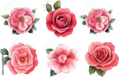 set of roses vector illustration