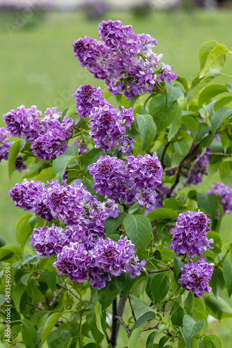Lilac bush