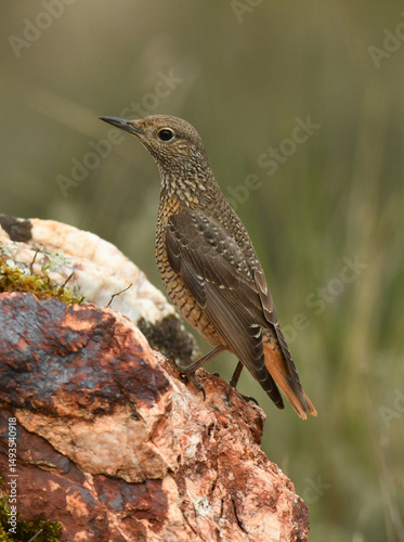 hembra de roquero rojo