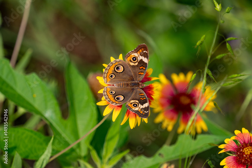 Common Buckeye Butterfly at Tyler State Park