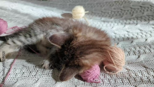 Playful tabby kitten plays on knitted blanket entangled in pink balls of yarn. Feline playfulness