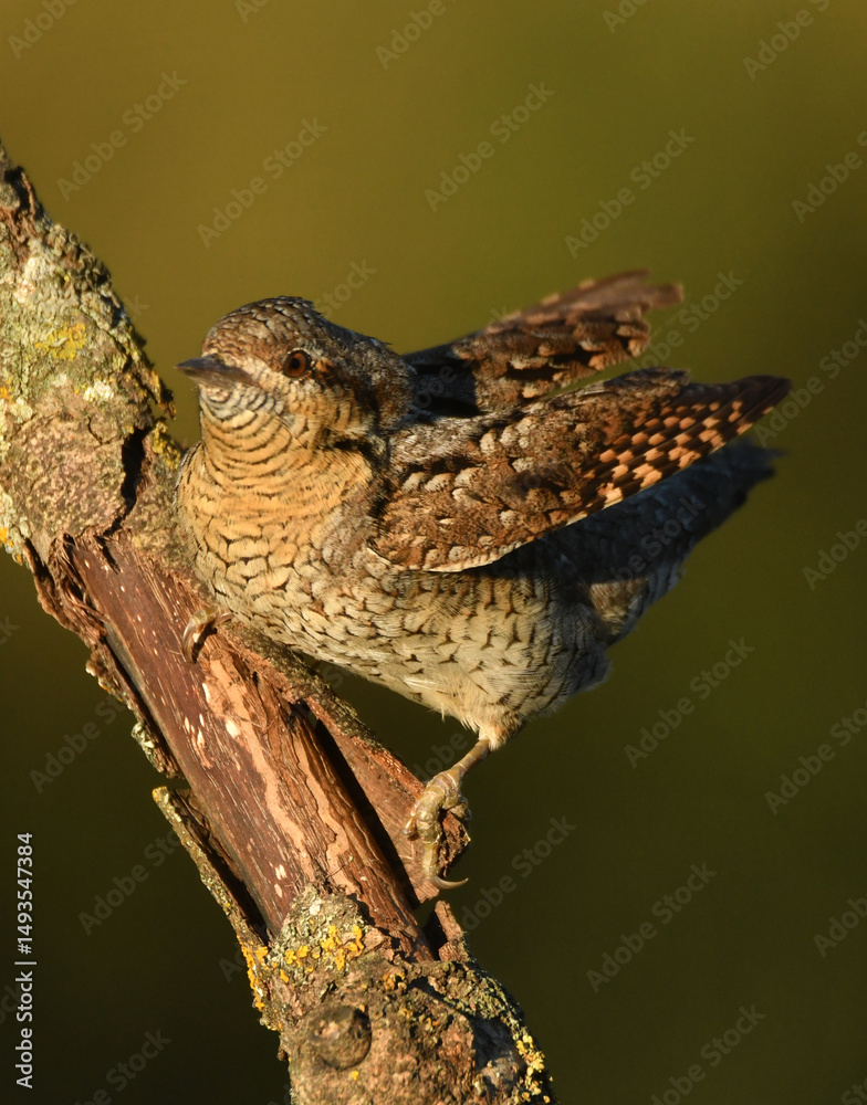 Fototapeta premium Torcecuellos euroasiatico