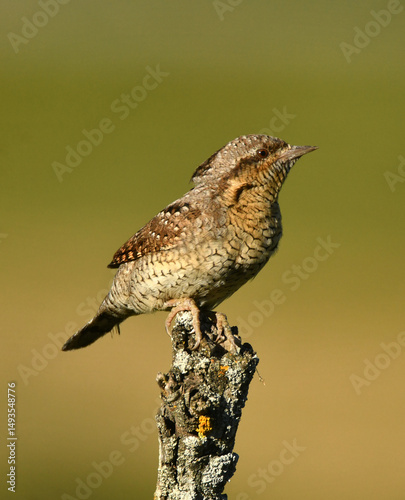 torcecuellos euroasiatico