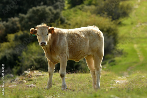 vacas pastando en el campo