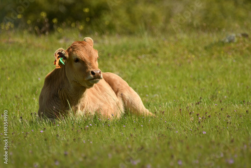 vacas pastando en el campo