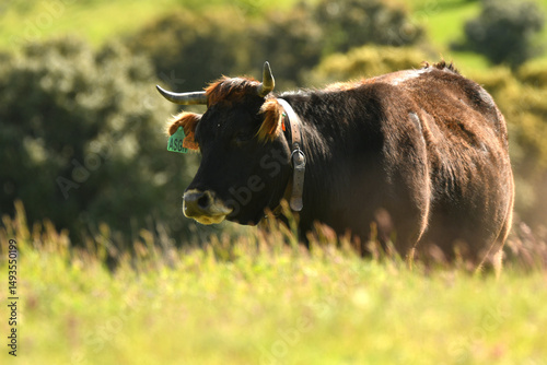 vacas pastando en el campo
