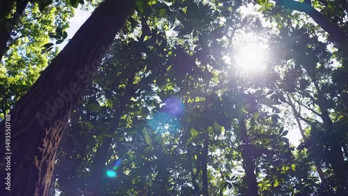 Upward angle captures lush green forest canopy, creating a serene, immersive nature video experience with sunlight filtering through leaves. Live desktop wallpaper.