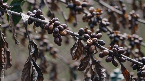Dry, shriveled coffee cherries on a branch with wilted leaves, showing the severe impact of drought and extreme heat on crops. Withered coffee beans on plant after drought

