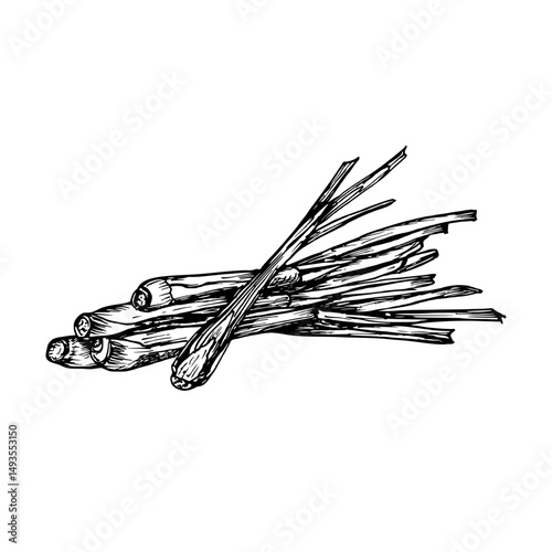 Lemongrass herb vintage sketch drawing. Engraved plant illustration for use in wellness, natural cosmetics, culinary herbs, and garden decor. Hand-drawn floral vector clipart isolated on a white