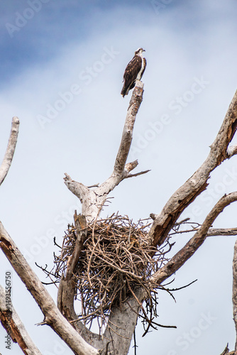 Osprey (Pandion haliaetus) guarding large bird nest perched in a bare dying pine tree against a background of cloudy overcast sky
