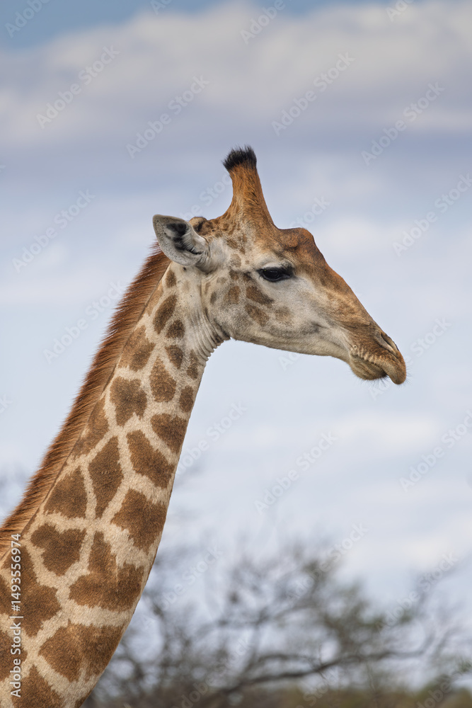 Obraz premium Giraffe portrait - Kruger National Park, South Africa