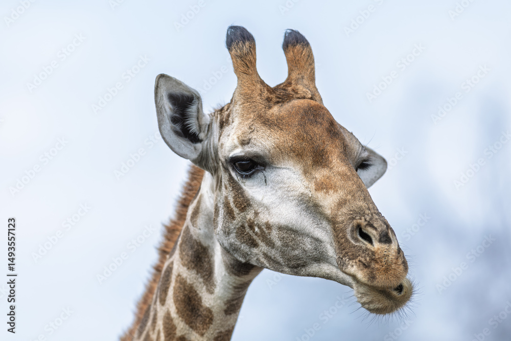Naklejka premium Giraffe portrait - Kruger National Park, South Africa