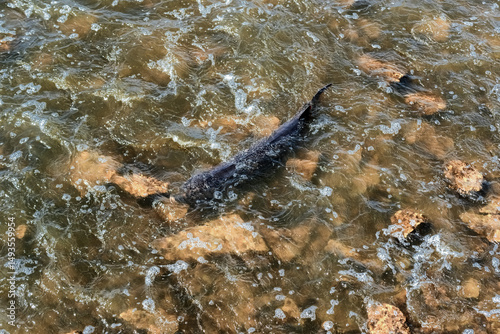 Lake Sturgeon Spawning At The Fox River Dam And Rapids At De Pere, Wisconsin, In Spring
