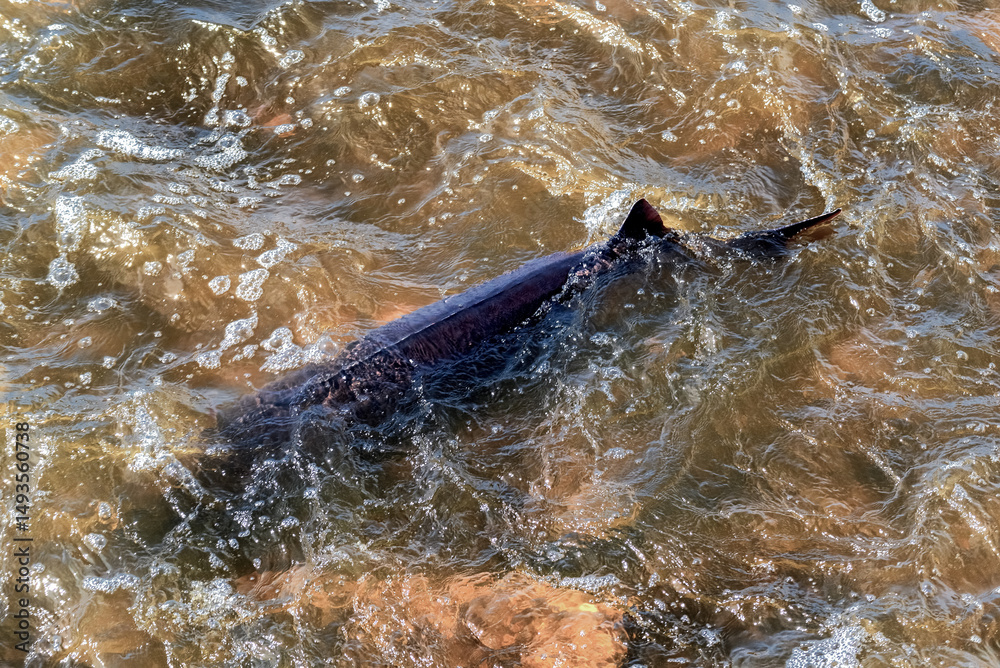 Fototapeta premium Lake Sturgeon Spawning At The Fox River Dam And Rapids At De Pere, Wisconsin, In Spring