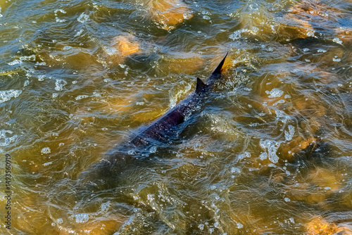 Lake Sturgeon Spawning At The Fox River Dam And Rapids At De Pere, Wisconsin, In Spring