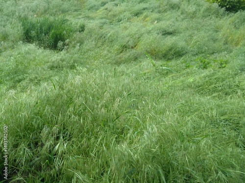 green grass in the wind